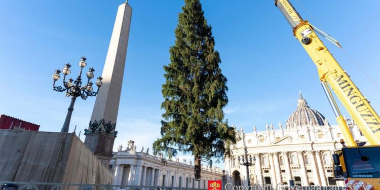 El Vaticano enciende la Navidad: árbol de 25 metros y belén inspirado en San Alfonso se inauguran el 15 de diciembre