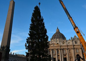 Instalan el abeto de Navidad en la Plaza de San Pedro